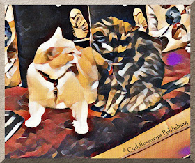 Real Cats Webster and Paisley with Edtaonisl effect #CaturdayArt