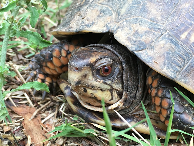  free turtle public domain pictures for commercial or personal use