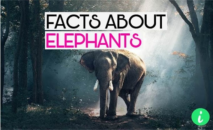 10 Fun Facts About Elephants | Elephant Facts - InfoHifi