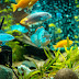 Common Mistakes to Avoid in a Freshwater Aquarium