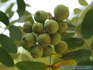 Sorbier domestique - Cormier - Sorbus domestica