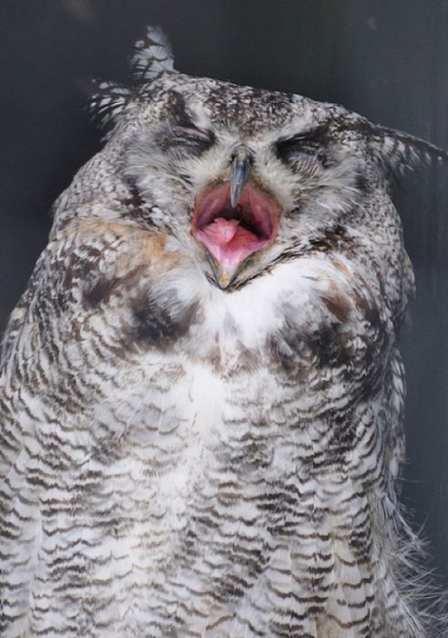 pictures-of-funny-laughing-owls