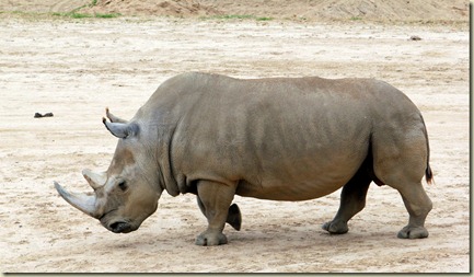 Wildlife Animal Park 026