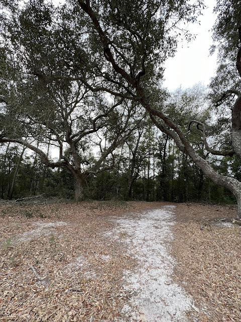 Hiking the captivated wooded paths of Gulf State Park.