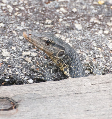 Water Monitor (Varanus salvator) 