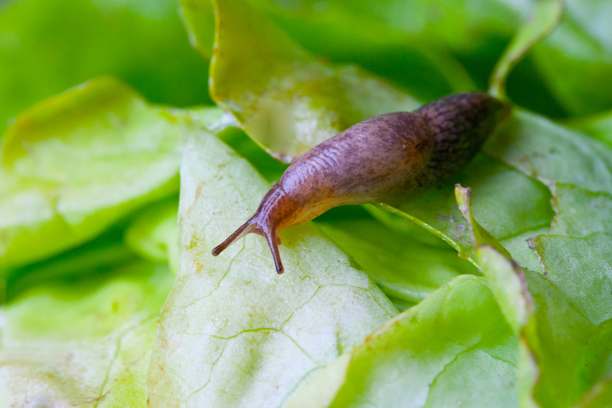 slug on plant