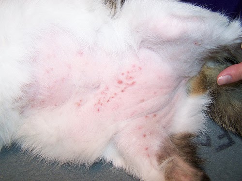 Cat Chit Chat Cat Dermatitis Eczema Remedy