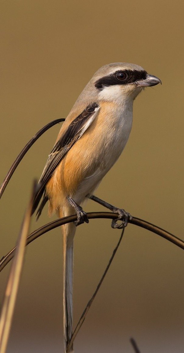 Long tailed shrike.