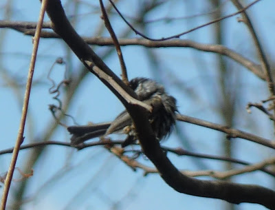 messy chickadee