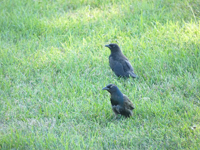 juvenile grackle and parent