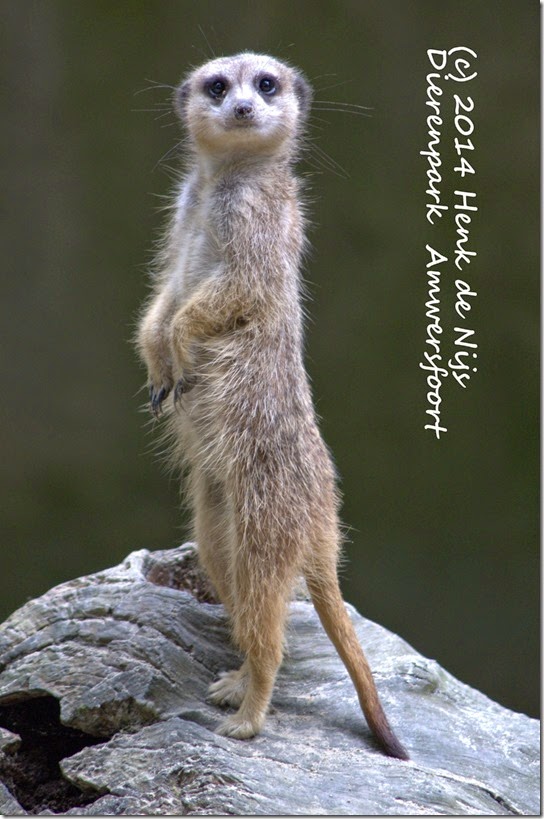 juni_2012_316_ZOOAMF