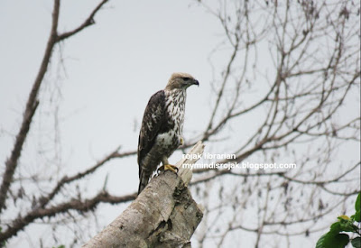 Changeable Hawk (pale morph) in Bukit Brown