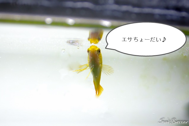 ゴールデンハニードワーフグラミーを飼い慣らす Nature Aquarium Fan