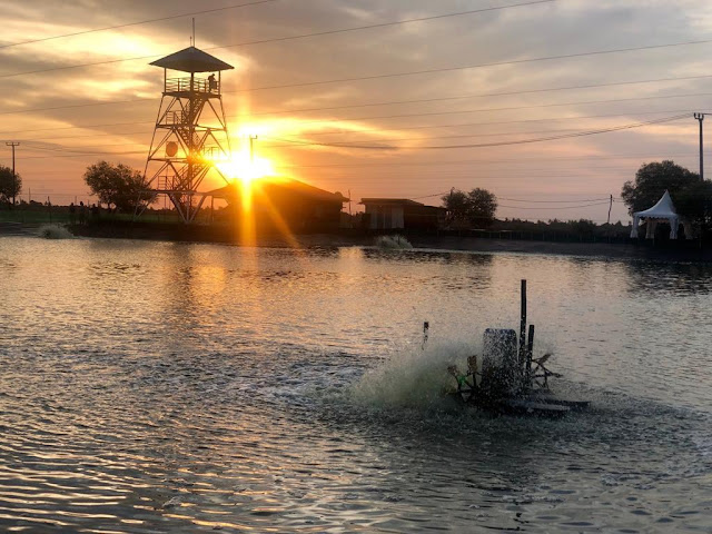 mengintip panen raya udang vaname di muara gembong