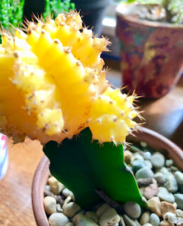 Moon Cactus care on light, watering, soil, pot, pests, and issues. Learn about mealybugs, root rot, spider mites, aphids, and lifespan of your cactus.