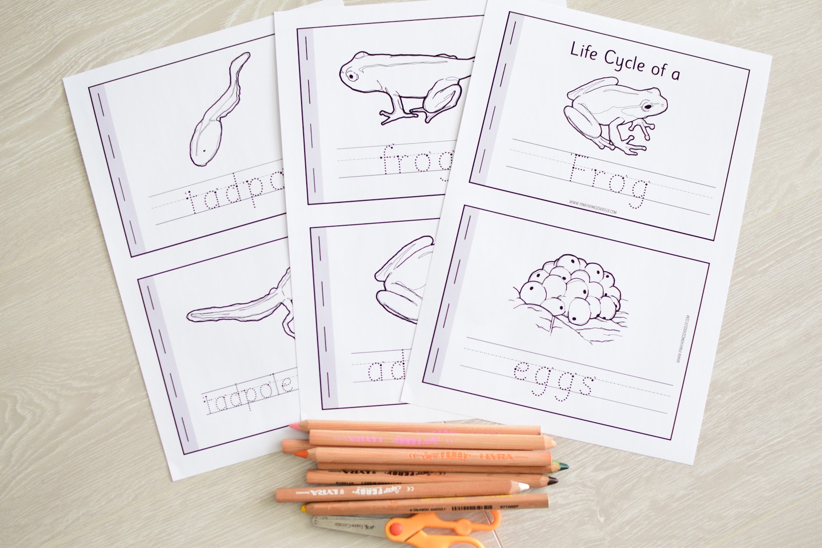 FROG LIFE CYCLE MAKING BOOKLETS