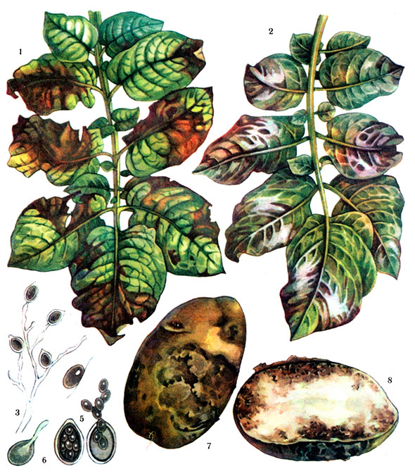 Фитофтороз картофеля / "Фитофтора" картофеля / Картофельная гниль (Phytophthora infestans)