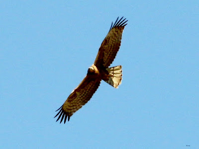 Oriental Honey-buzzard