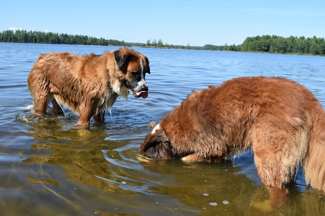 Pet Hydration Awareness Month: Does my pet have a drinking problem?