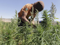 Lebanon becomes first Arab country to legalise cannabis farming for medical use.