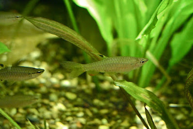 Splash tetra - Copella arnoldi