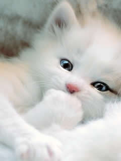 Cute Kittens HD Wallpaper Free Download