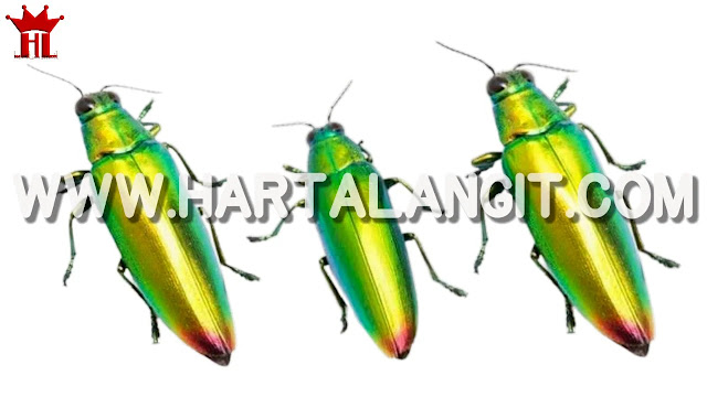 gambar kumbang samber lilin / samber iler
