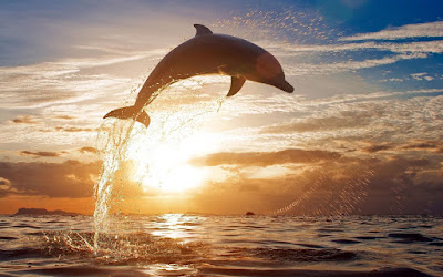 Dolphin Picture – Animal Wallpaper - National Geographic Photo