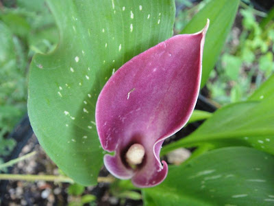 Calla Allure