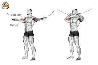 6 Best Biceps Exercises for Muscular Arms