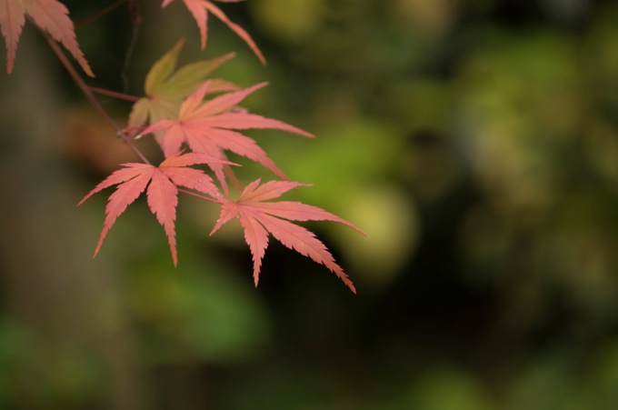 Pentaxkr 1124 6948