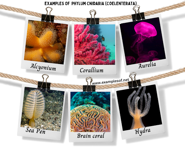 Example of Coelenterata | Phylum Cnidaria |