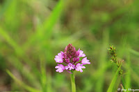 Orchis pyramidal (Anacamptis pyramidalis)