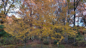 Franklin fall foliage photos