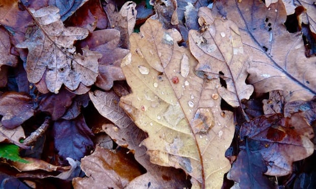Leaf tang of tannin and sweetness of rot