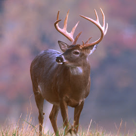 30 of the Most Adorable Deer Pictures - Pelfind