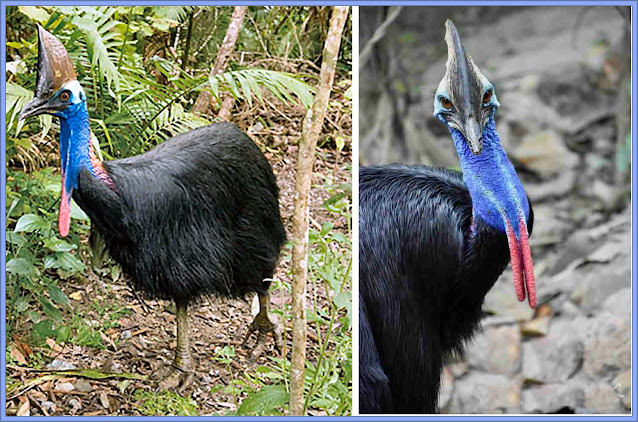 The Cassowary - A Dinosaur Of A Bird