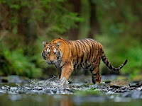 Harimau Sumatra, Kekayaan yang Hampir Punah