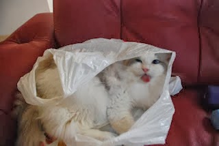funny cat pictures,funny pet pictures,funny pet animal photos,funny animal image,funny cat wallpaer