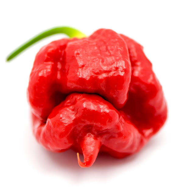 Trinidad Moruga Scorpion chili od blizu