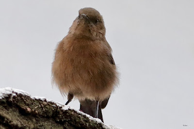 "Brown Rock Chat - Oenanthe fusca, with fluffed feathers."