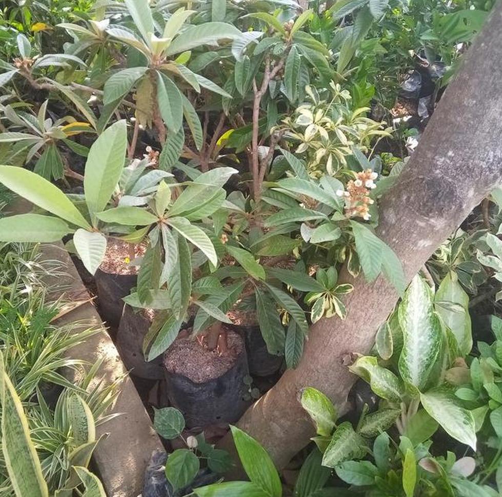 bibit leci kuning biwa loquat atau cangkok cepat super unggul Sumatra Utara