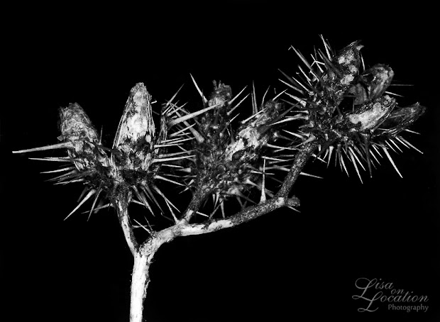 365 photo project, macro thorny seed pod, Lisa On location photography. New Braunfels, Austin, San Marcos, San Antonio. Karl Blossfeldt