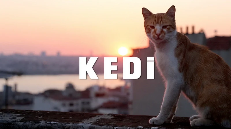 Οι γάτες της Κωνσταντινούπολης στην Κινηματογραφική Λέσχη Αλεξανδρούπολης