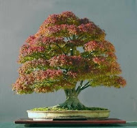 Especies para bonsai: Arce