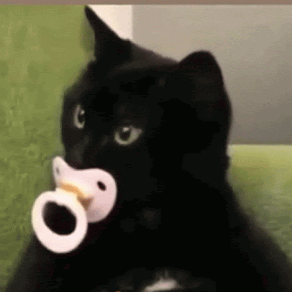 The Cutest Black Cat Gif You Need to See Right Meow!