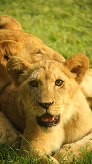 Wallpaper Lion, Cub, Animal, Wild, Africa