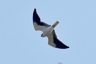 Black-winged Kite