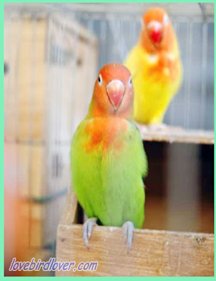 TIPS BETERNAK LOVEBIRD DENGAN MODAL TERBATAS