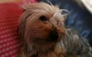 Yorkie boy for adoption in Gauteng